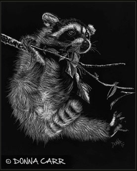 Donna Carr :: Raccoon - Caught in the moment, 10 x 8