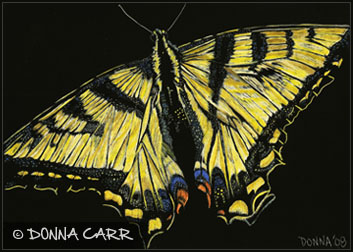 Donna Carr :: Swallowtail - Scratchboard Etching and Acrylic Paint, 5 x 7